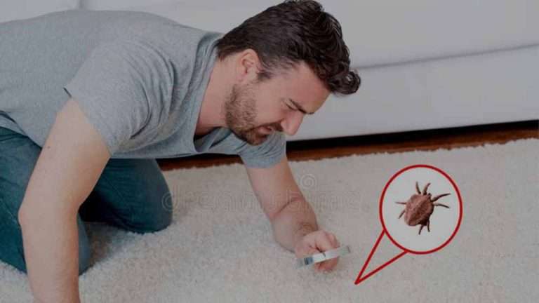 Dust-mites-control